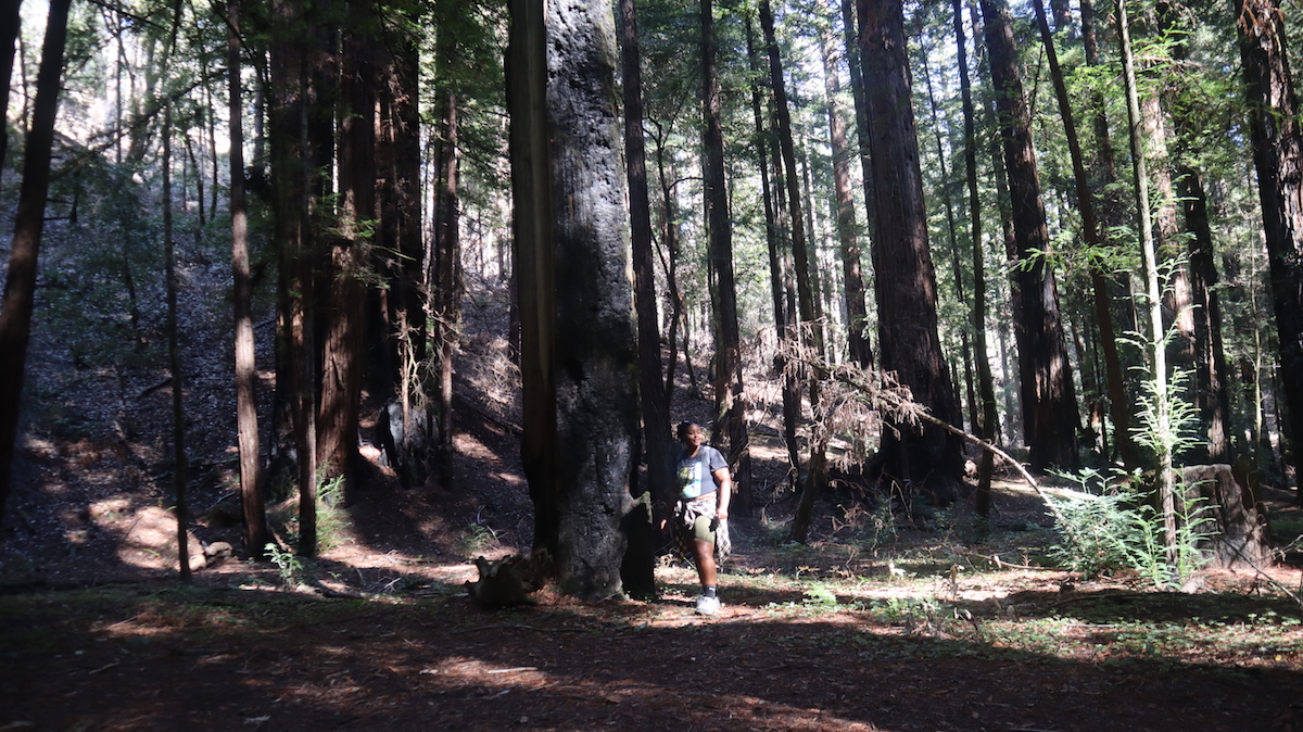 a queer Black person in the woods, surrounded by gorgeous huge trees and shadows and sunlight patches