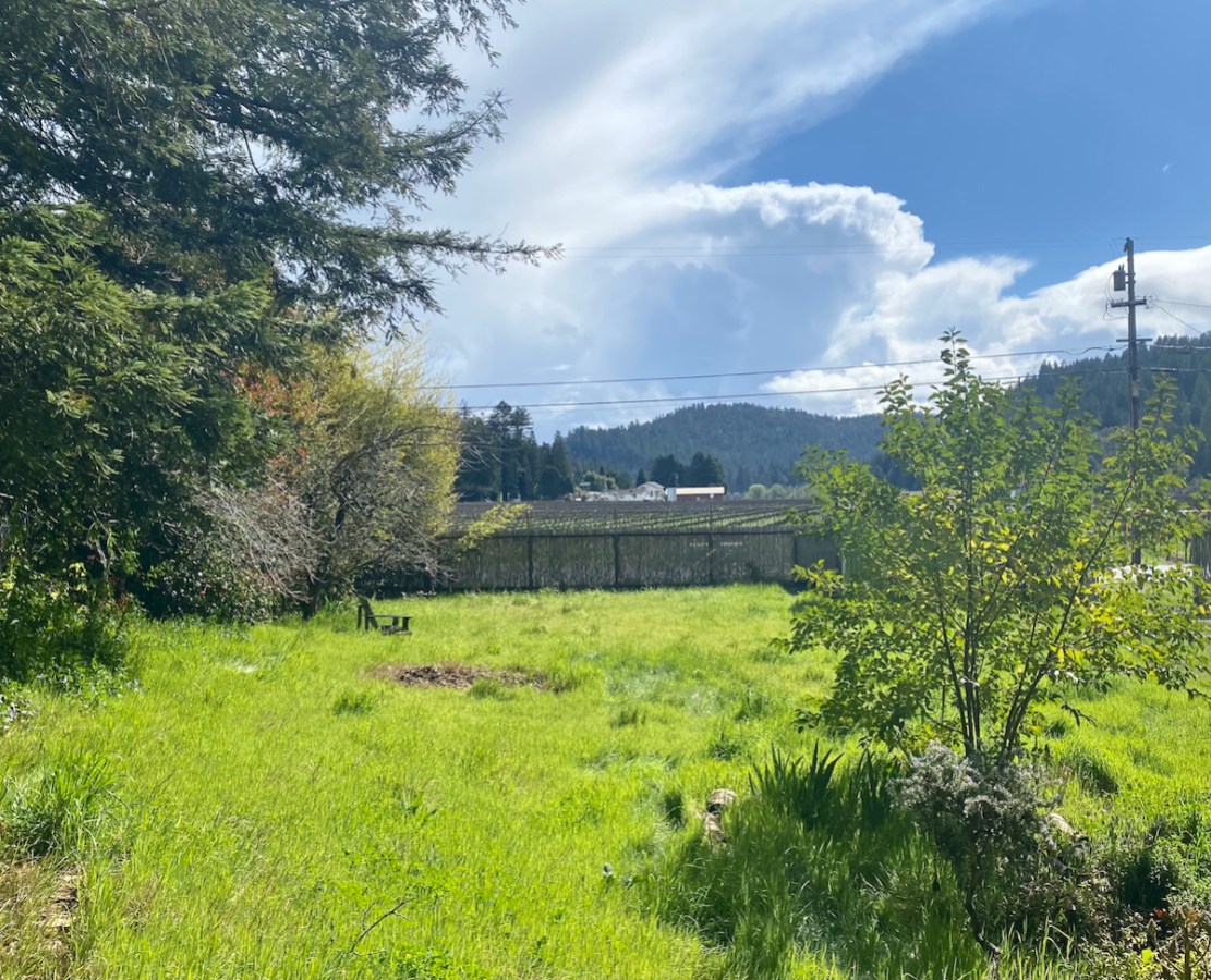 gorgeous photograph of Mugworts Land: blue sky, big fluffy white clouds, luscious green grass, trees, beauty