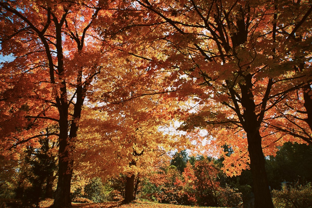 Large red and orange fall trees overlapping each other