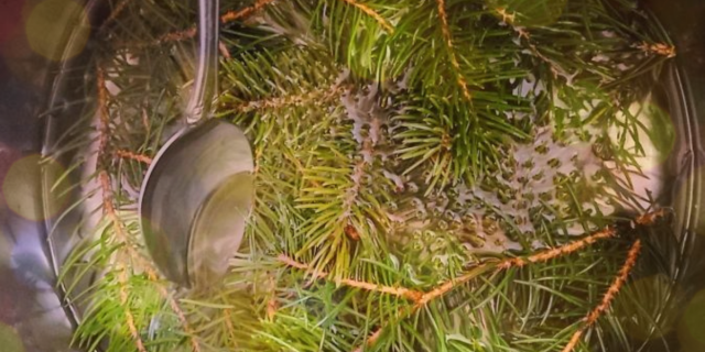 several spruce branches in a pot of simple syrup which nico is stirring