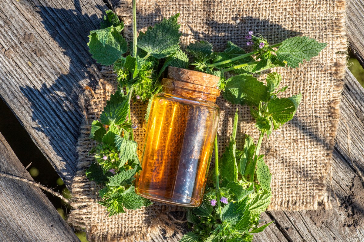 horehound leaves on a piece of burlap also next to a tincture of horehound