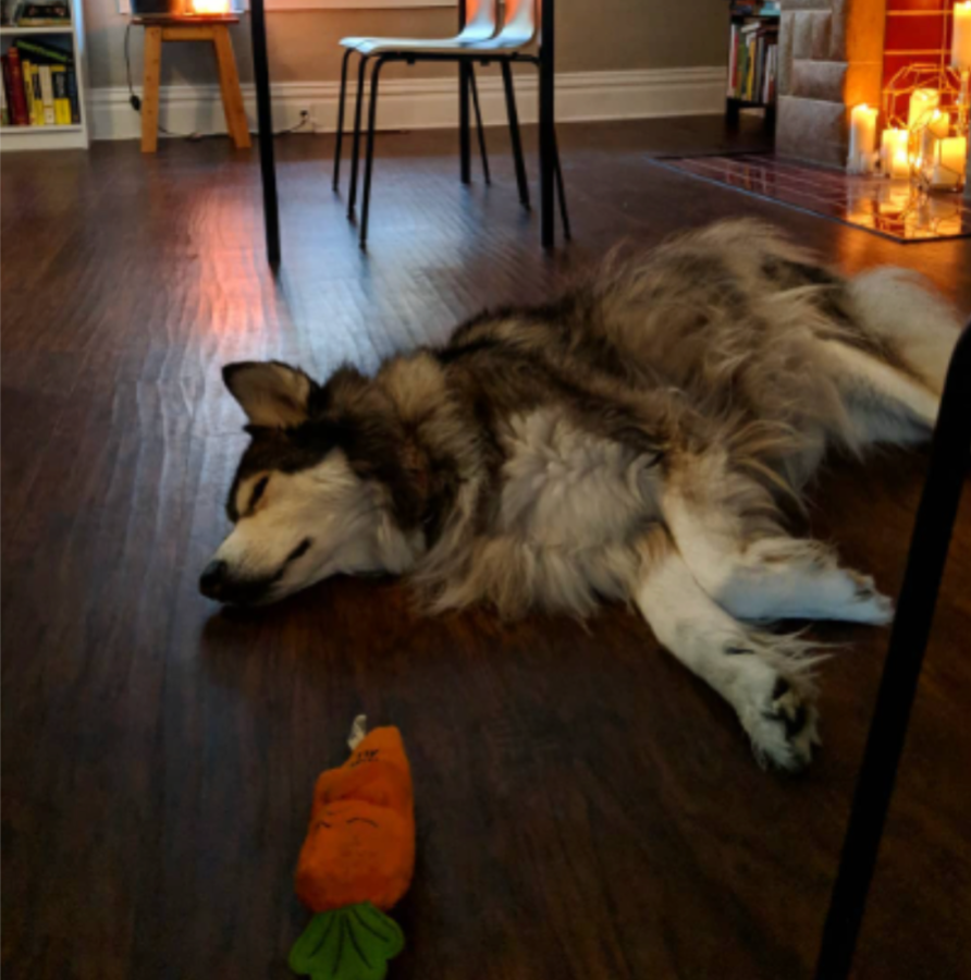 Mya, a malamute mix with white, brown, black and gray fur lies floofily on a wood floor. a bunch of candles light a fireplace behind her. she is sleeping while her carrot shaped plushy toy lies beside her.