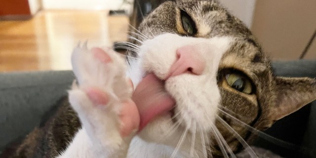 A grey and white tabby cat spreads his toes and licks his foot.