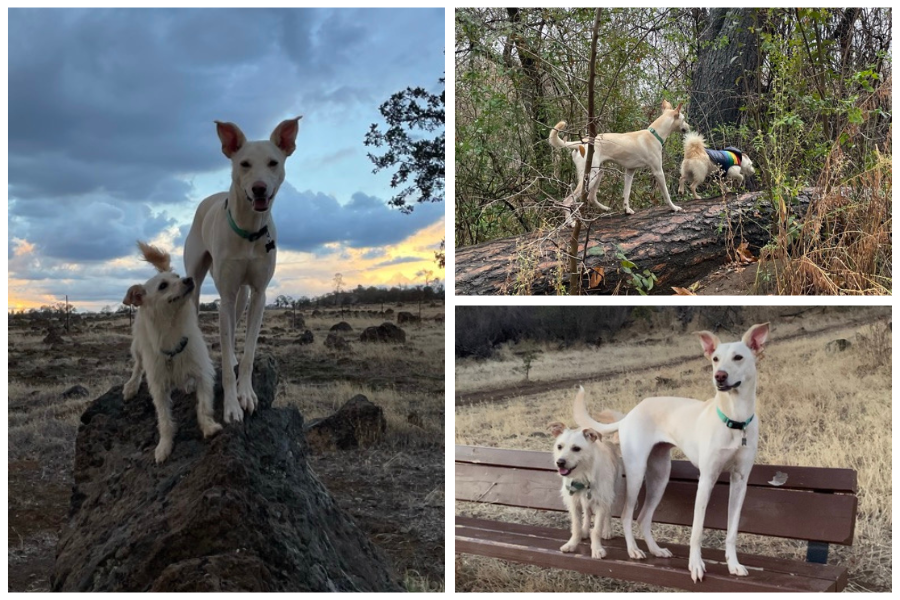 a collage of three photos including the same two sweet puppies playing together