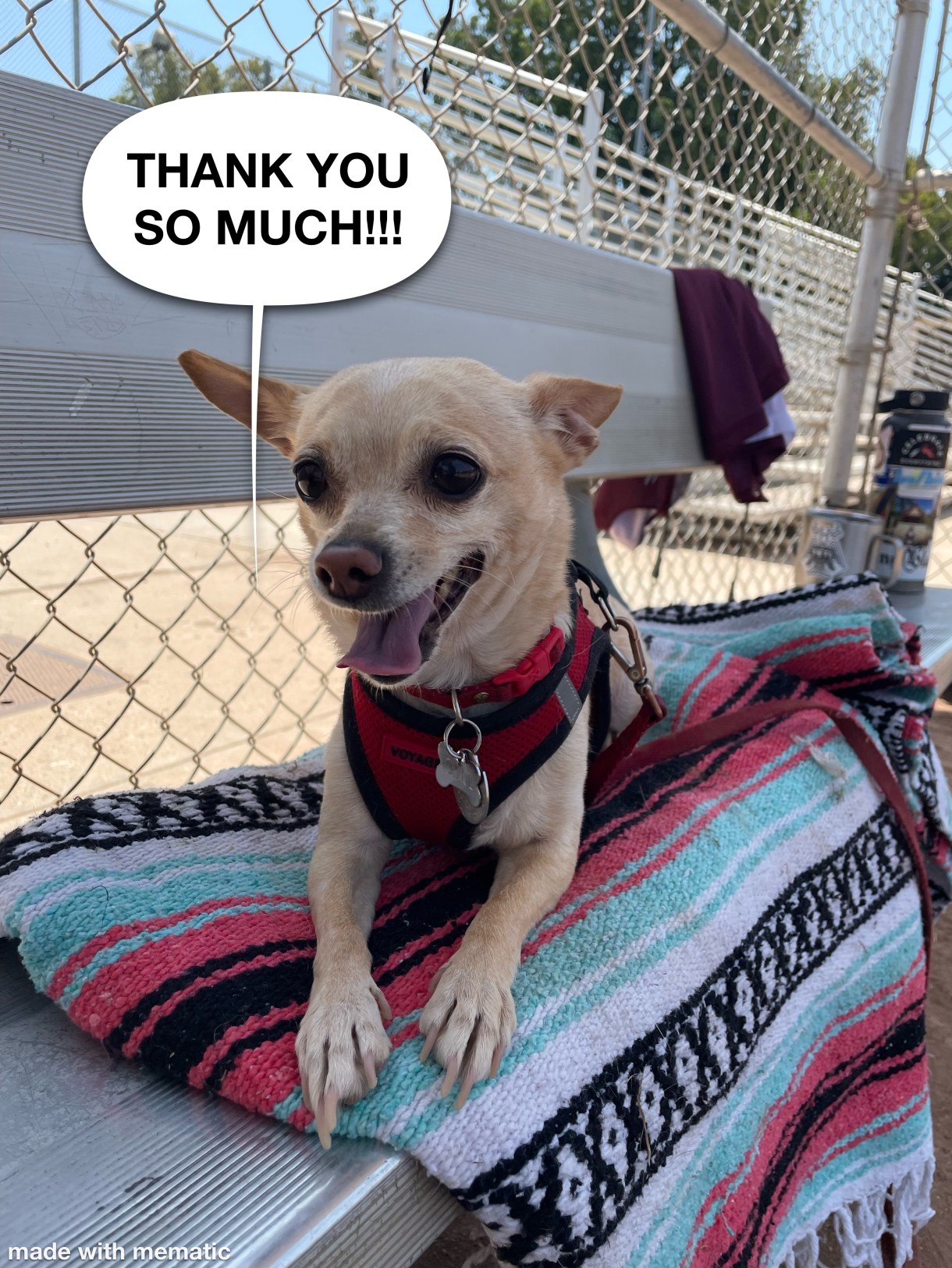 another photo of carol, panting and happy, with a speech bubble that says "thank you so much!!!"