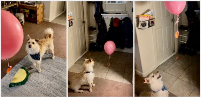 A three-image collage of my small white terrier, Milo, contemplating a pink balloon