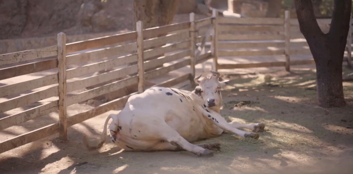 Cow in the dirt