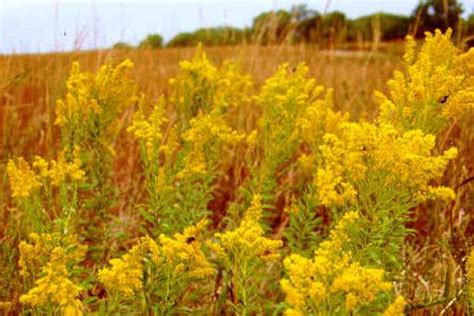 Profile picture of jess geddes