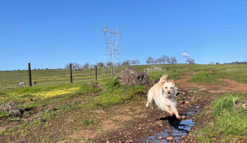 A white and apricot terrier mix jumping over a puddle in a field full of wildflowers with a deep blue sky.