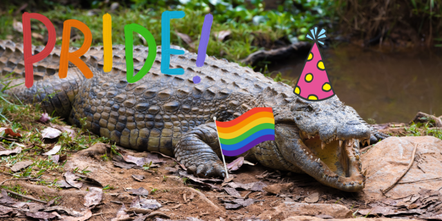 A florida gator has a pride flag in his hand that's been photoshopped, along with a party hat and the photoshopped words PRIDE.