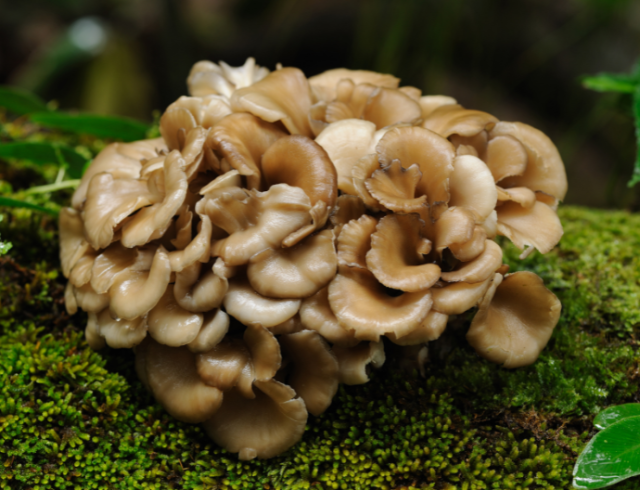 a photo of a mushroom growing on a mossy log - probs a hen of the woods type