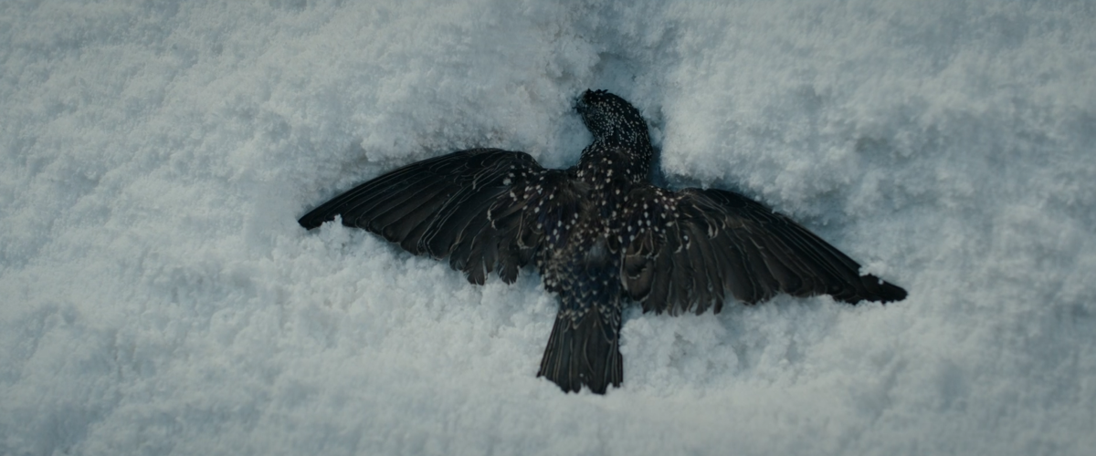 a dead bird in the snow