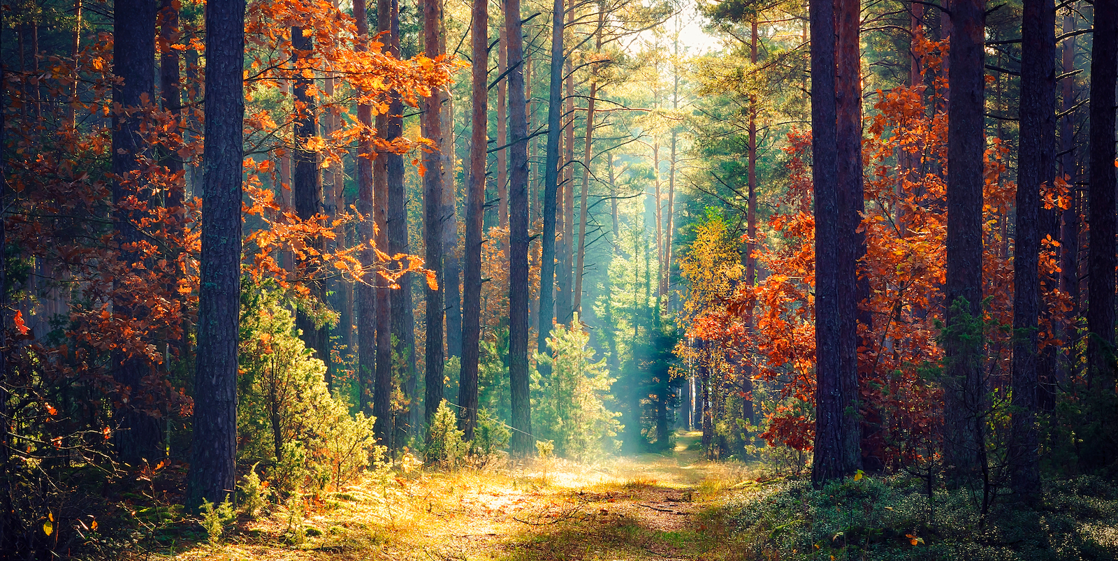 a beautiful forest, filled with trees and a pale yellow trail, with a beam of sunlight coming through the trees and lighting the way forward