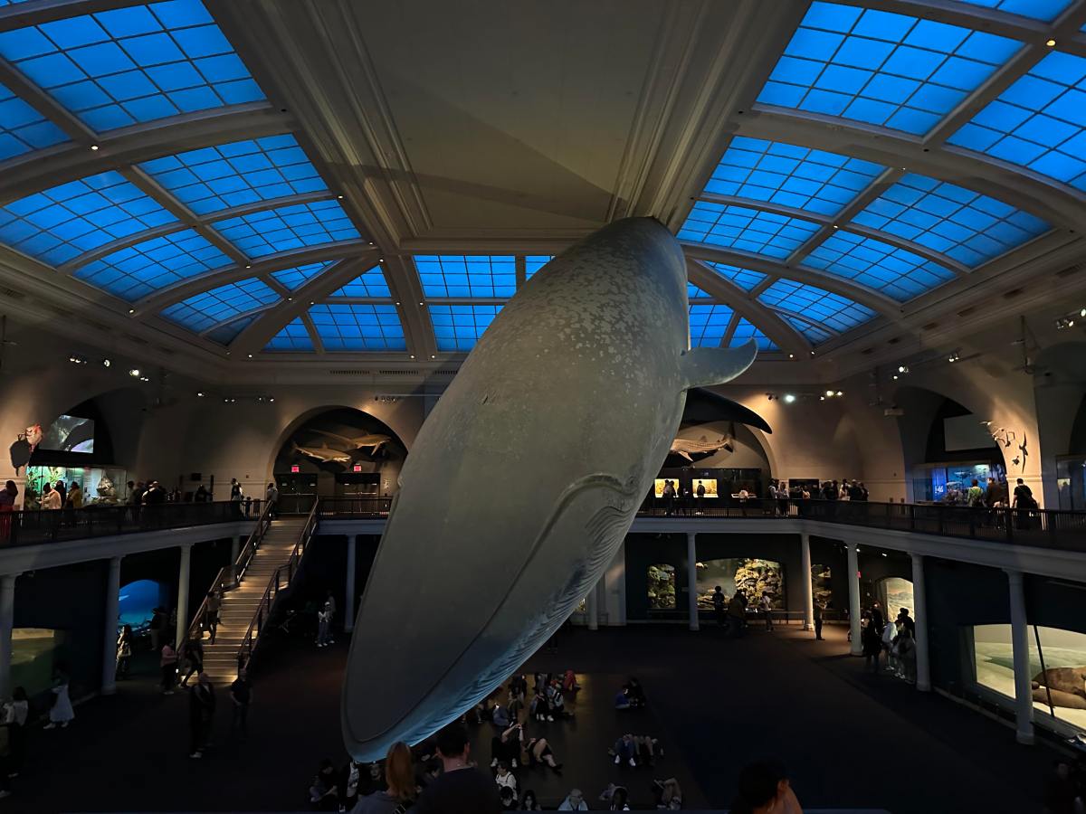 the whale at the natural history museum