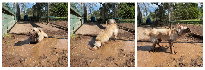 A collage of three pictures. A small white terrier rolls in the mud puddle in front of a basebal dugout, blowing bubbles and eventually shaking off.