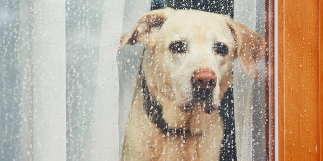 a yellow lab looking through a rainy window