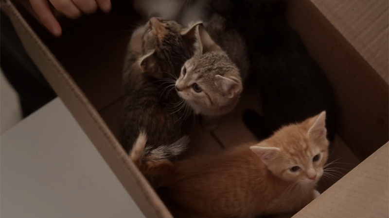 Three kittens in a box. 