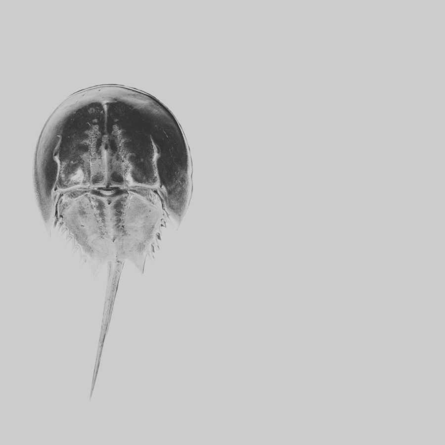 a rather stark black and white photo of a horseshoe crab. cancer will be especially affected by the blue supermoon in pisces