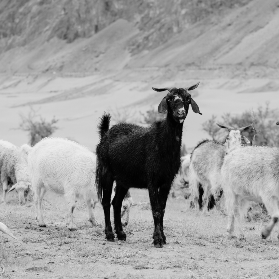a black and white photo shows a goat in a field of white sheep