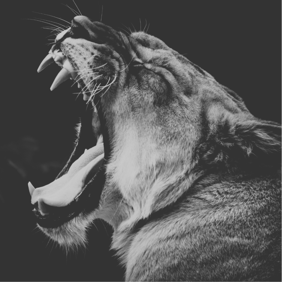 a black and white photo of a roaring lioness
