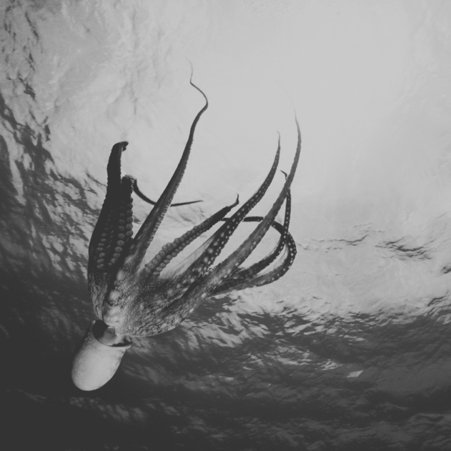 a black and white photo of an octopus in the ocean. pisces is associated with water and the supermoon is in pisces