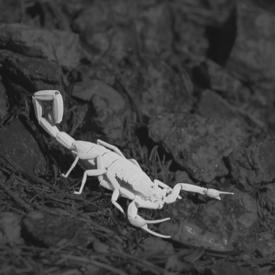 a black and white photo of a scorpion where the scorpion is a milky ghostly white against a dark rocky background