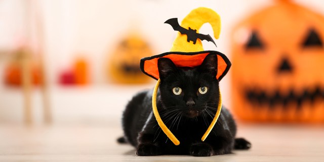 A black cat with a witch hat on his beautiful head