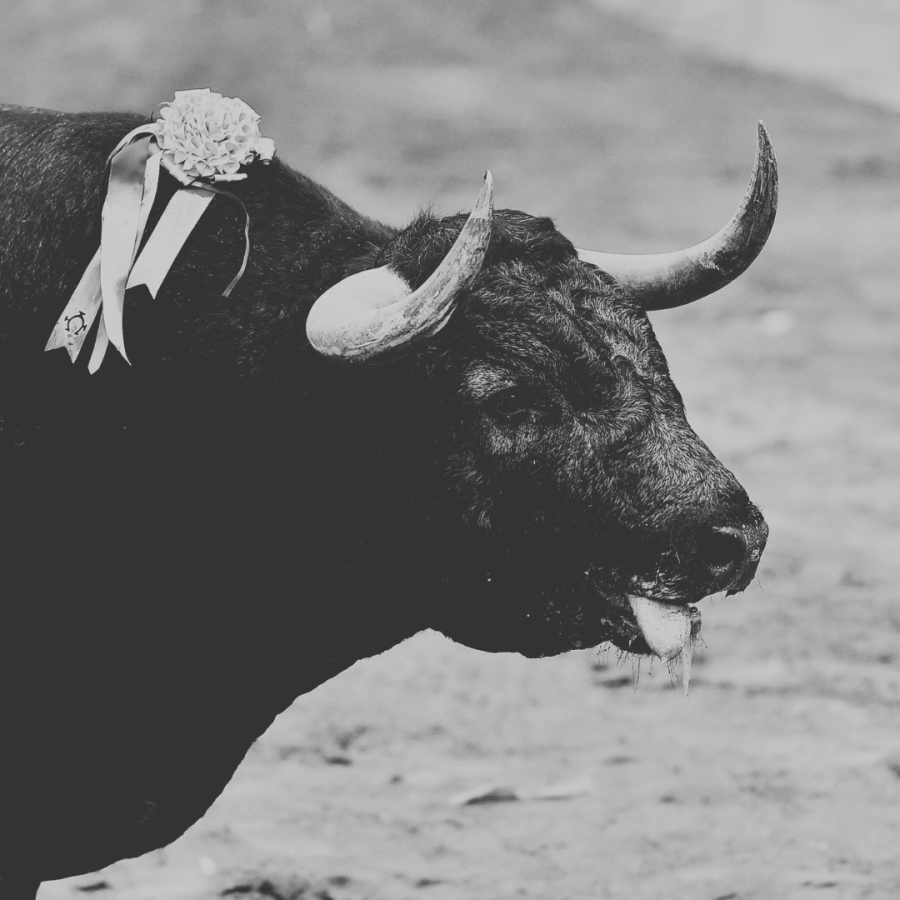 a black and white photo of a prize bull