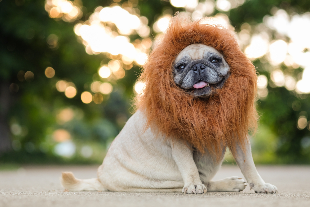 a photo of a dog wearing a lion's mane costume