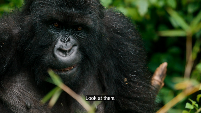 A close up of a gorilla snarling. CC: Look at them.