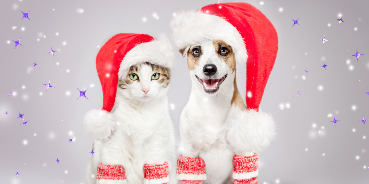 a cat and a dog in santa hats