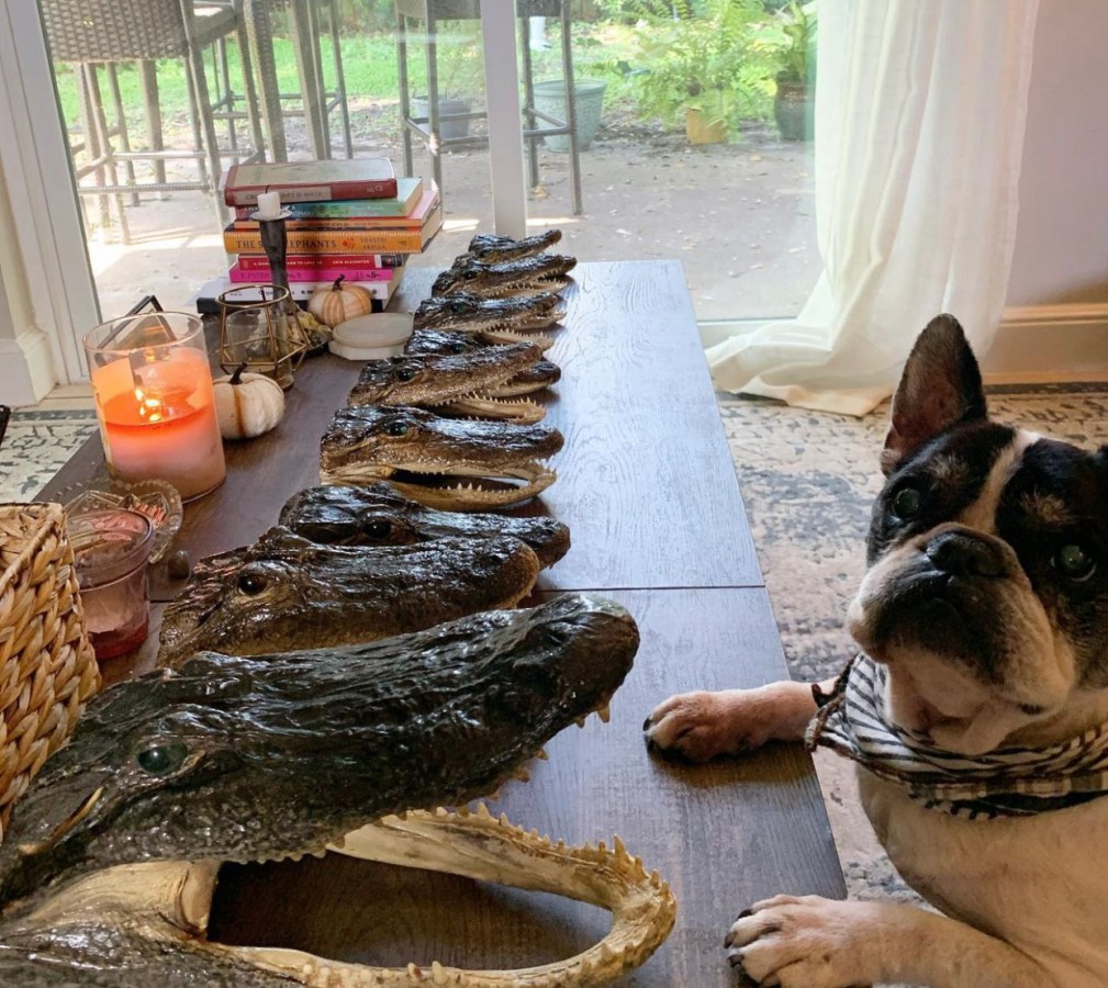 a French bulldog with 10 taxidermied gator heads