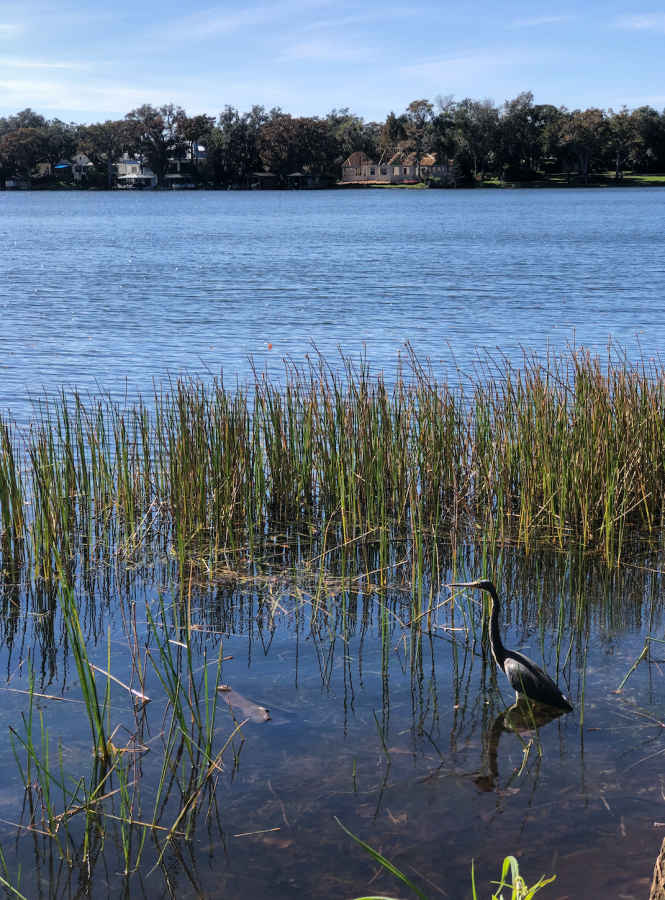 a bird in a florida marsh, unknown