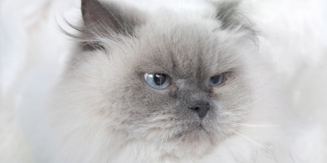 a fluffy gray grumpy cat
