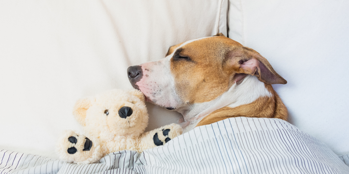 a dog in a bed with a teddy bear