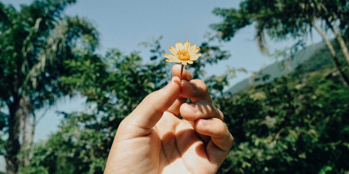 a hand holding a flower