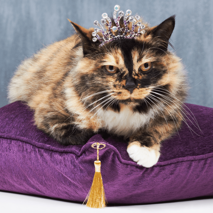 a grumpy looking tortoise cat on a plump purple velvet pillow wearing a silly little tiara
