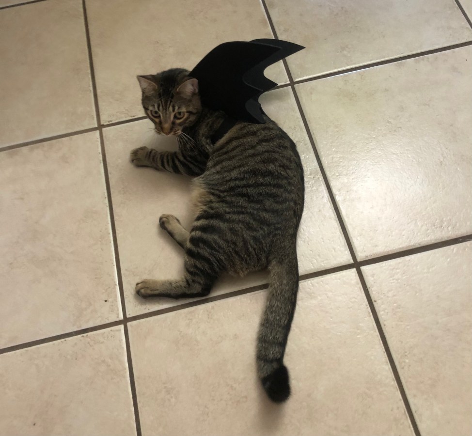 Timmy Tomato the cat wears bat wings