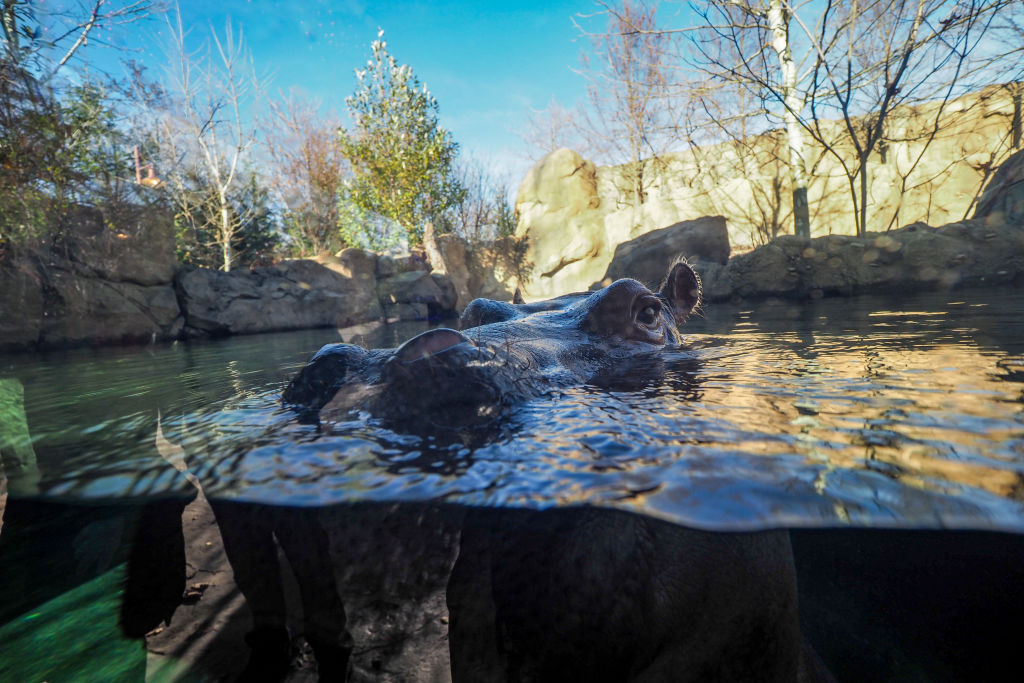 Fiona the hippo in water