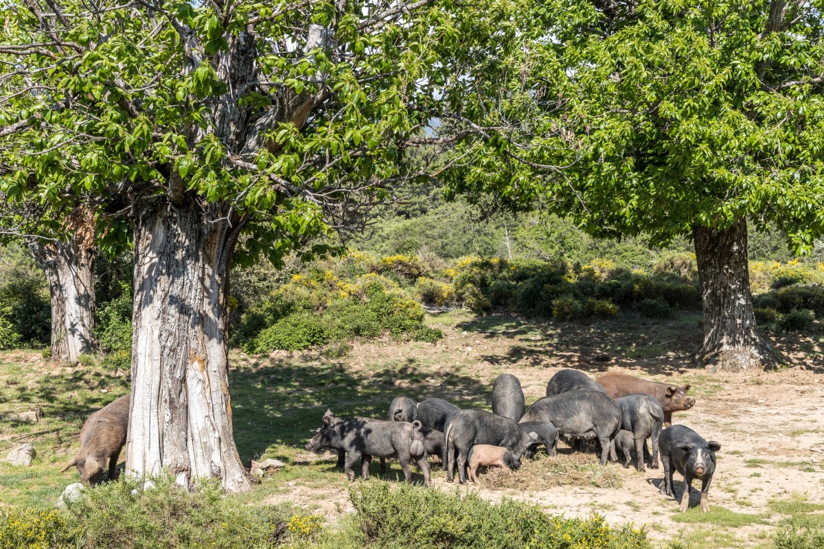 Feral pigs feeding on a forest, Centre Corse, Corte, Haute-Corse, Corsica, France