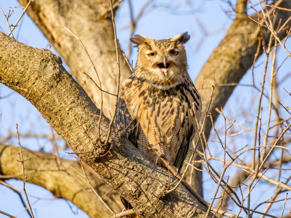 Flaco,The Central Park Escaped Eurasian Eagle Owl,Central Park