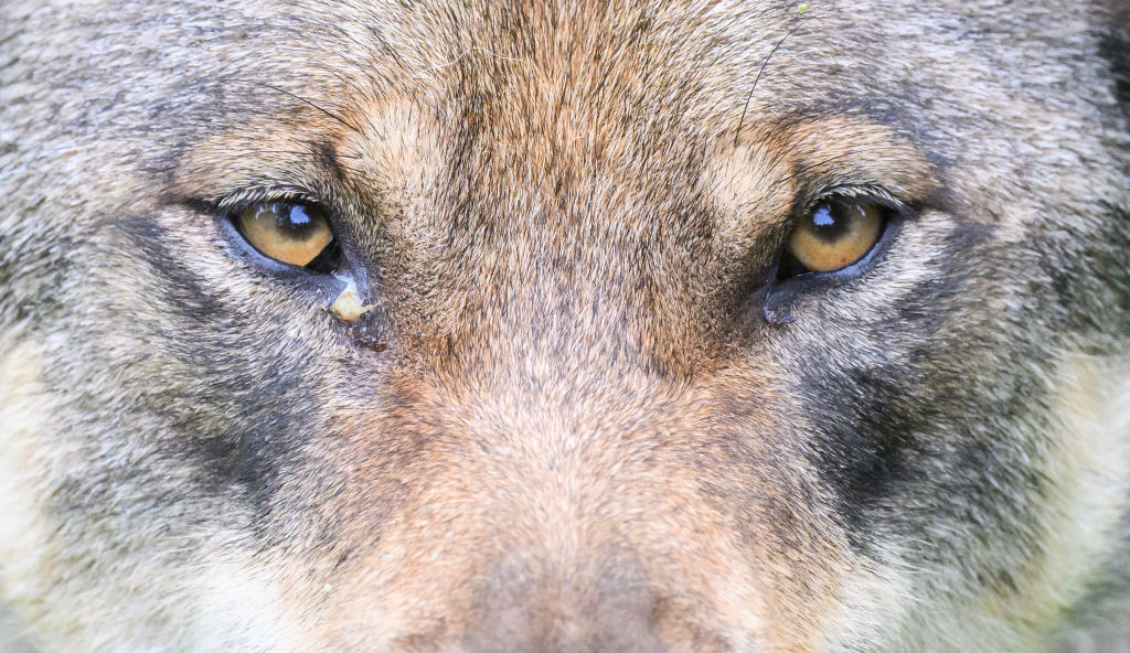 A close up of a gray wolf's face