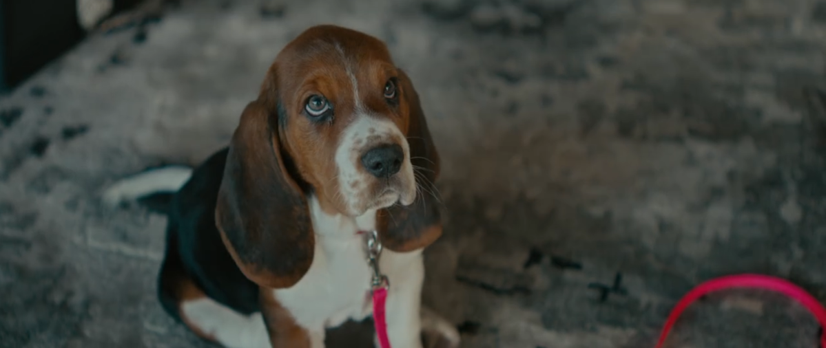 a beagle in This Is Me...Now