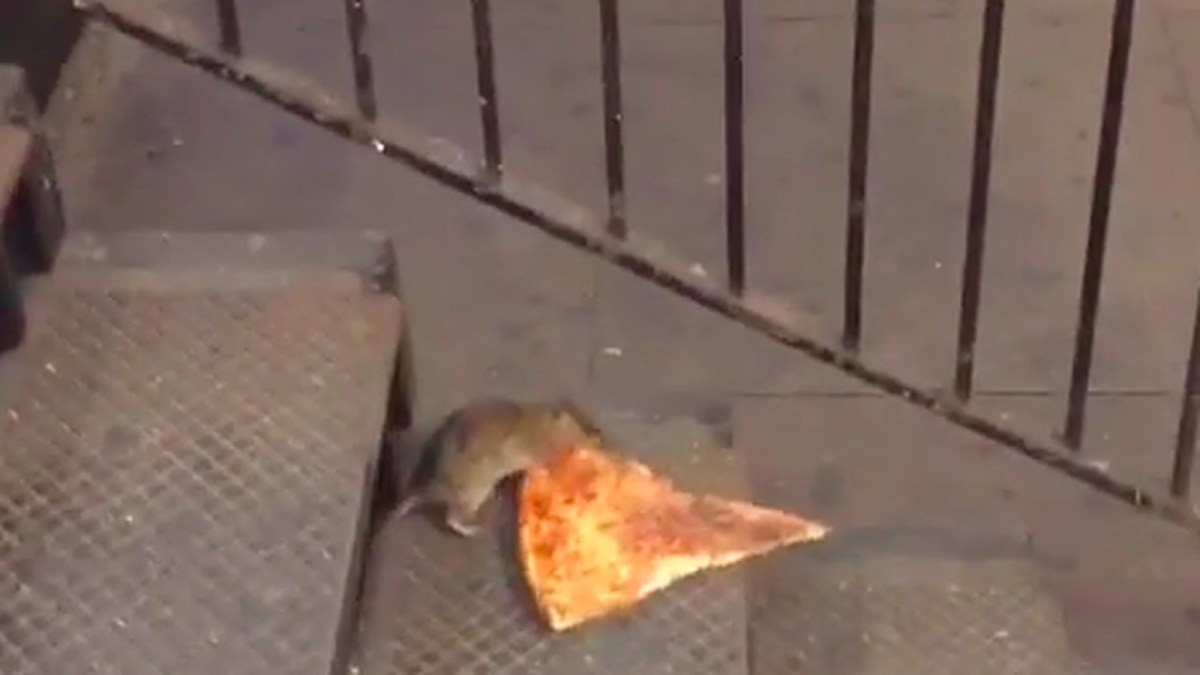 pizza rat carries a slice of pizza