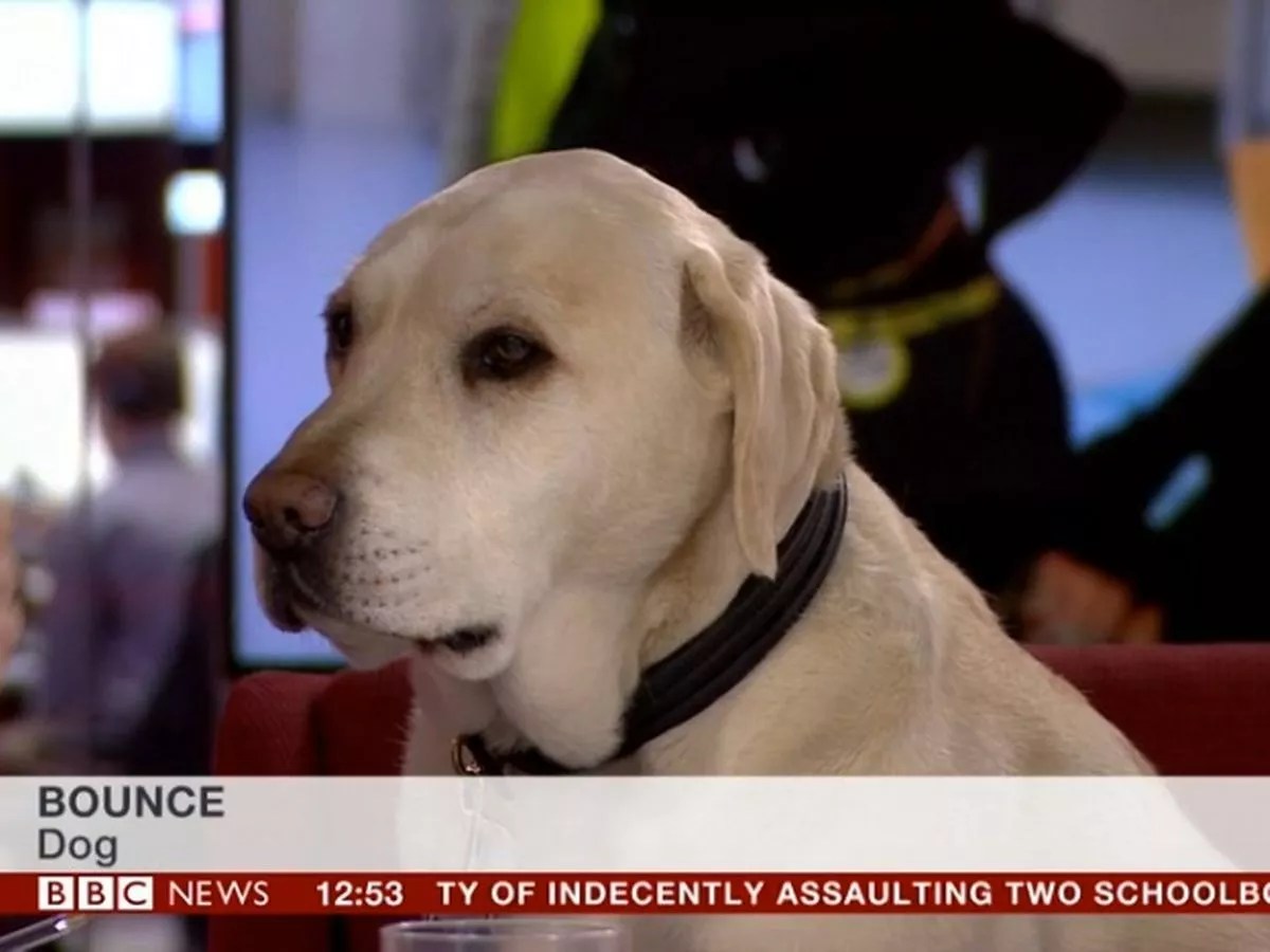 Bounce the dog being interviewed on the news