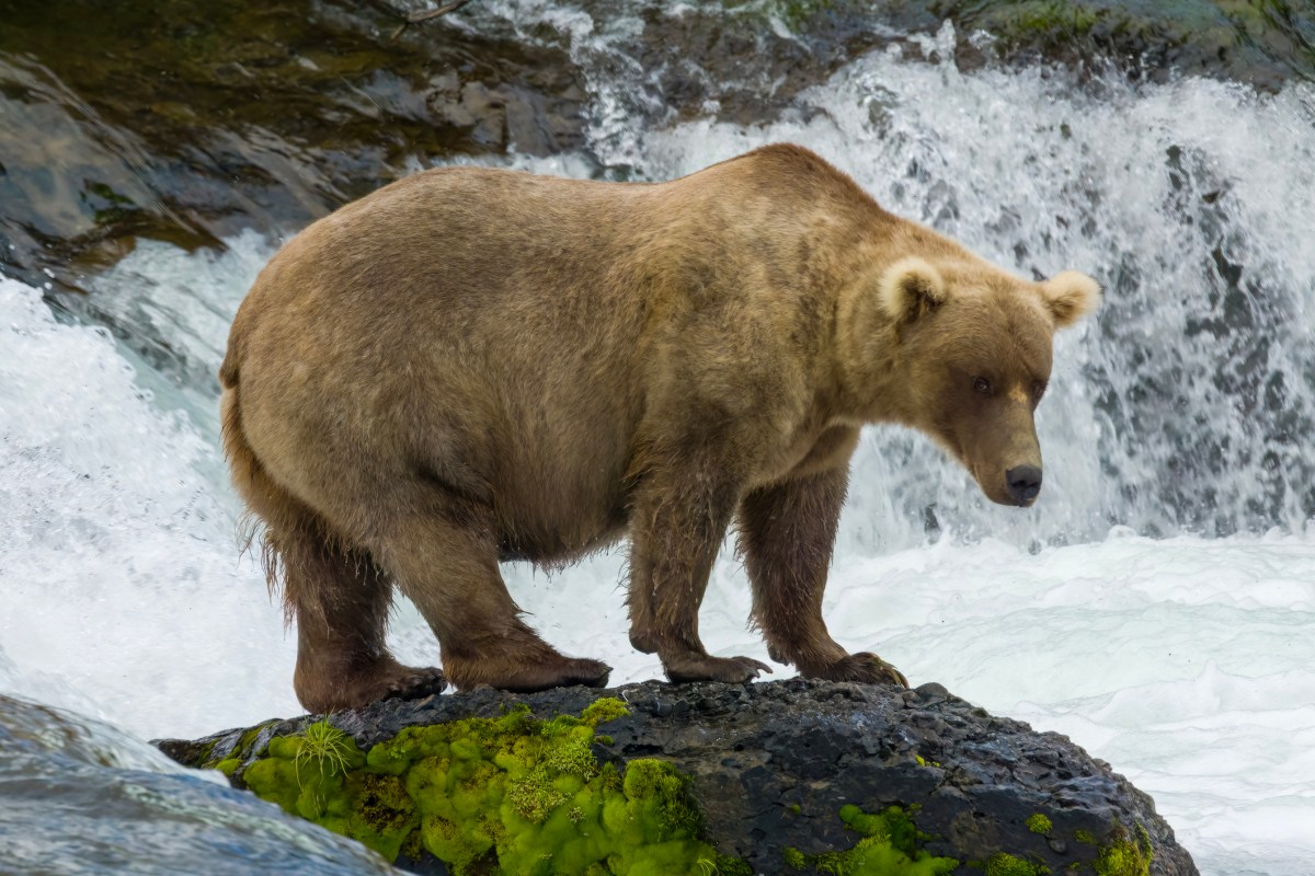 Grazer 128 on a rock, surrounded by waterfall