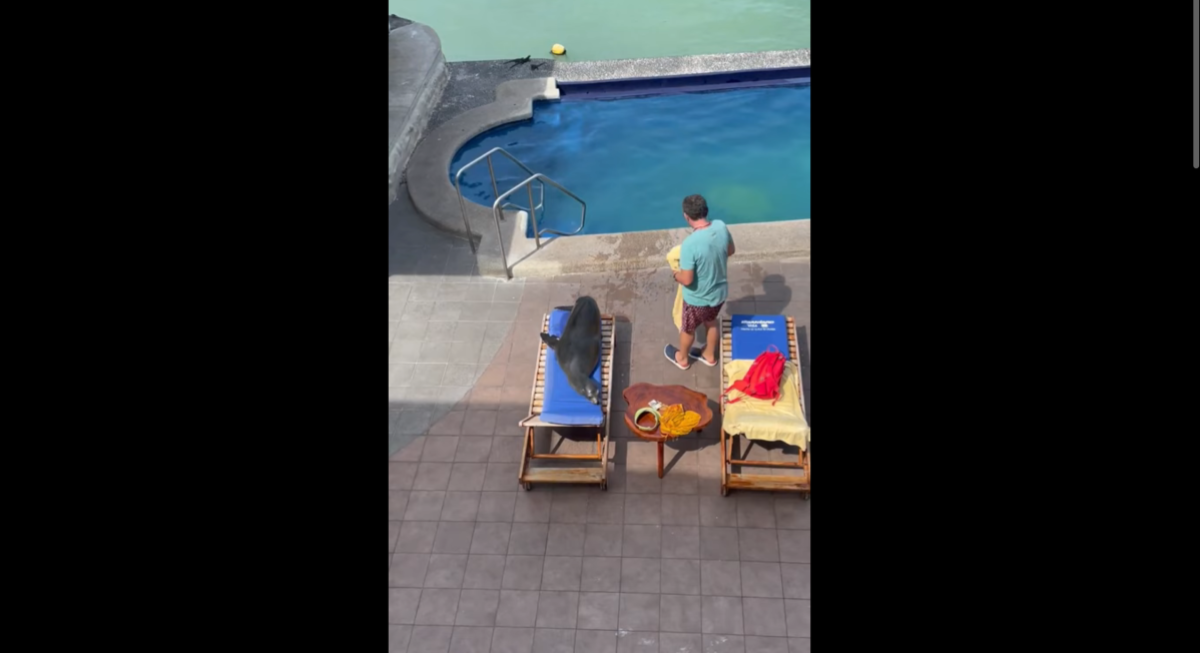 a sea lion on a pool chair