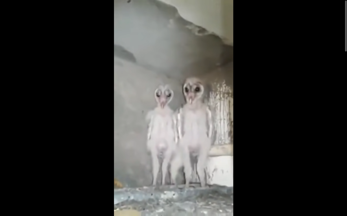 baby owls standing up in attic