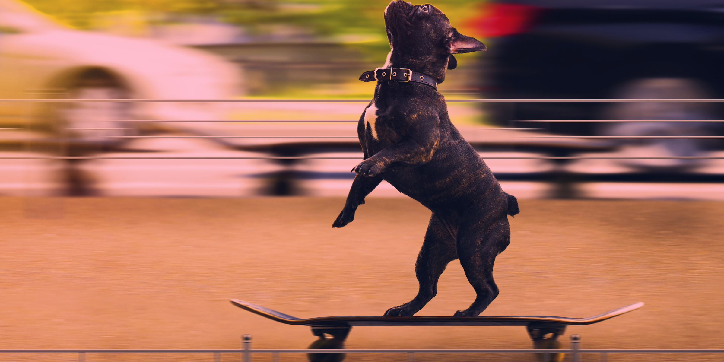 dog getting wild on a skateboard