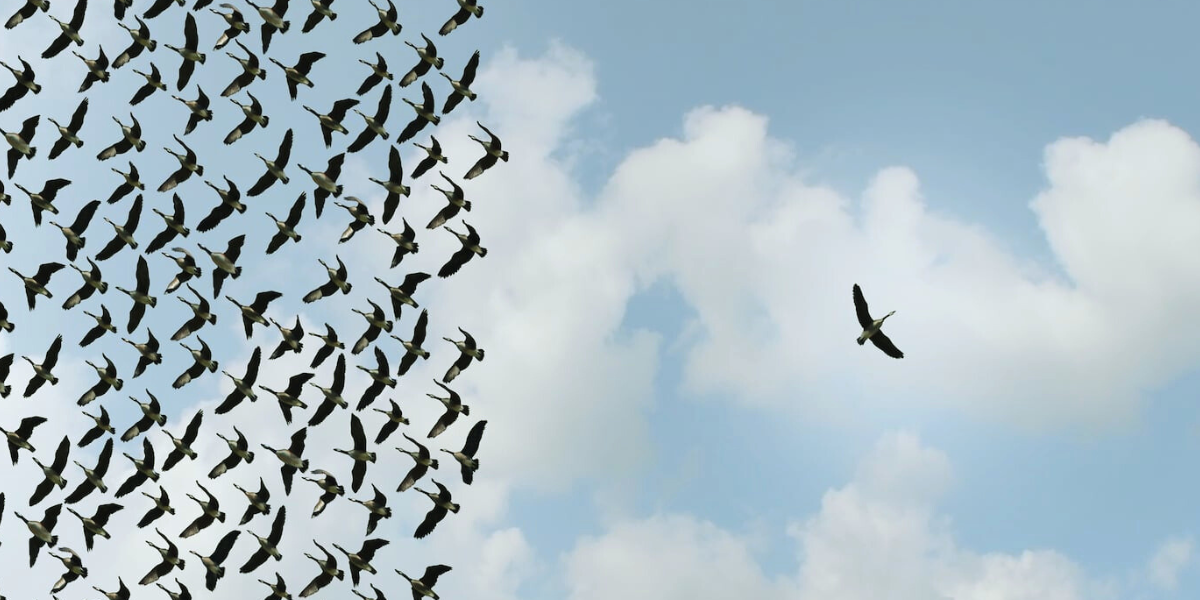 a bird flying away from a flock